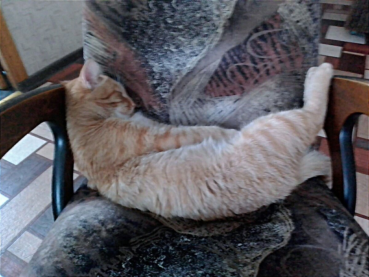 Бонифаций отдыхает 😎