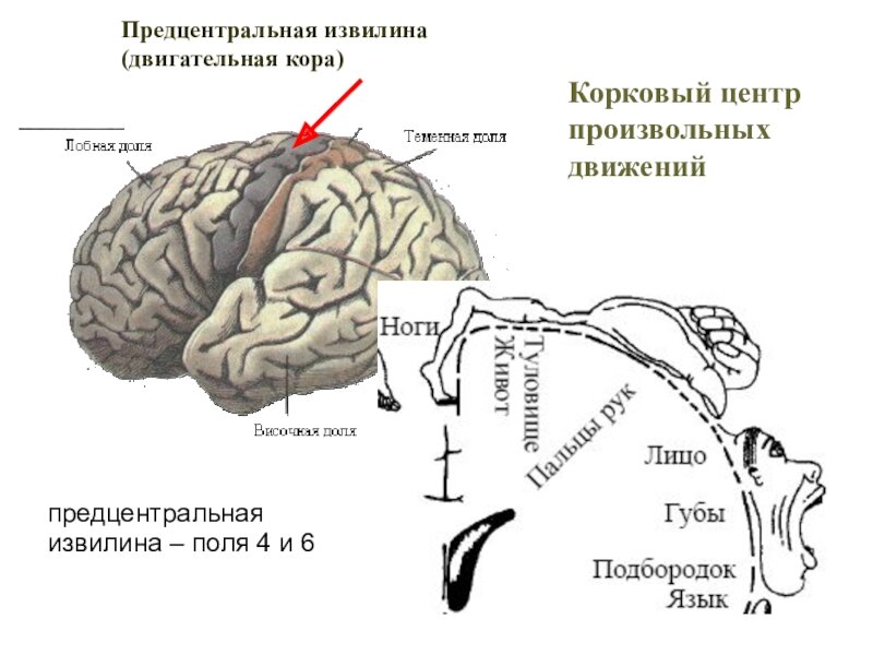 Регулярная зарядка - это залог хорошей учёбы и интереса к чтению и письму не только у детей, но и у взрослых.-2