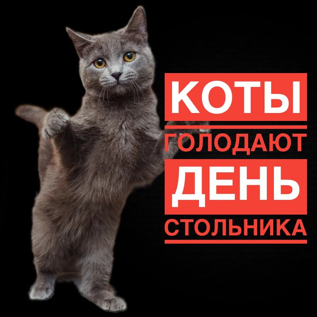 "День стольника" для котиков, чтобы НАКОРМИТЬ!