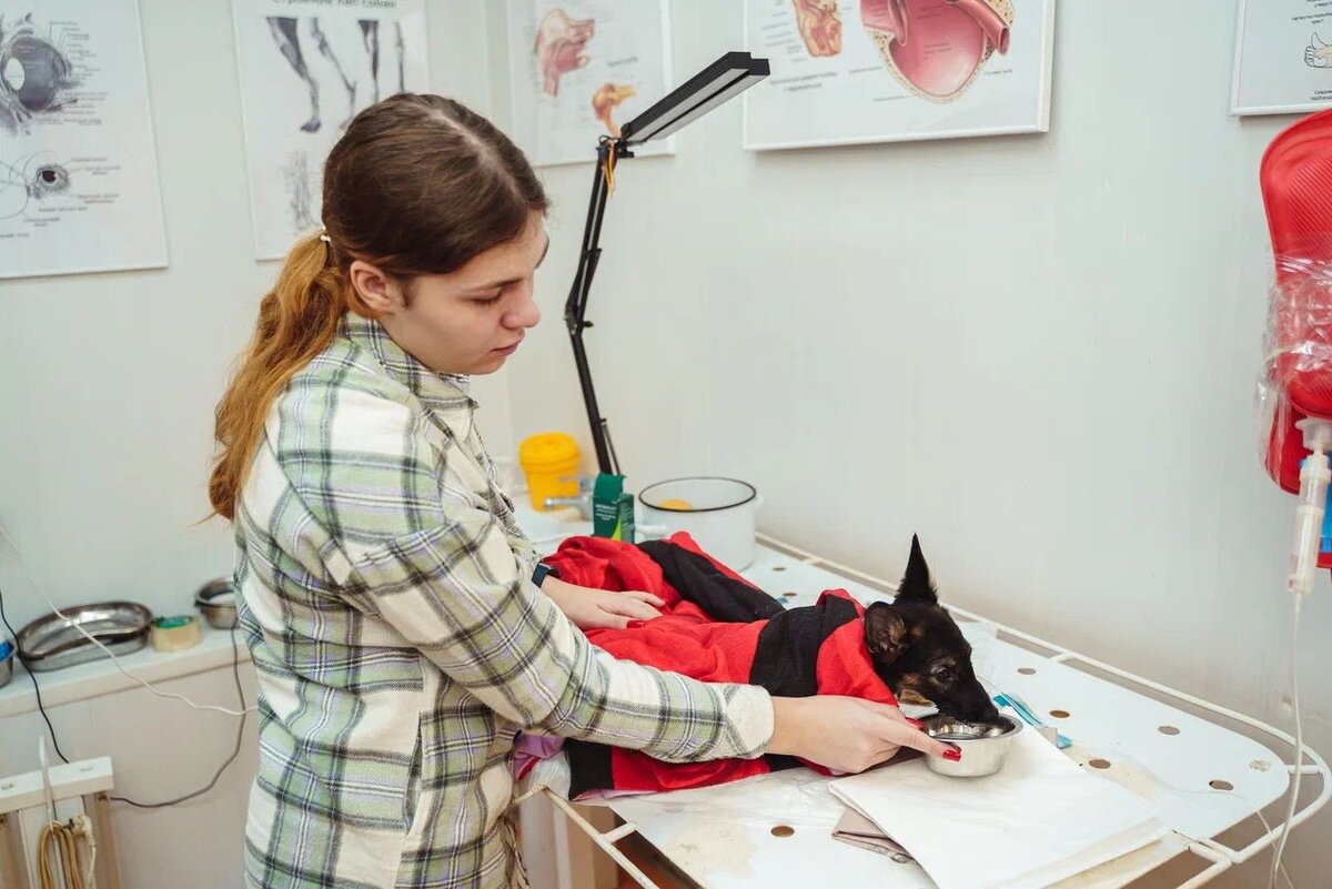 Приют мурка и васька тюмень. Приют для животных в тюмени. Приюты для животных в тюмени кошки. Приют для кошек помещение. Кошачий приют электросталь.