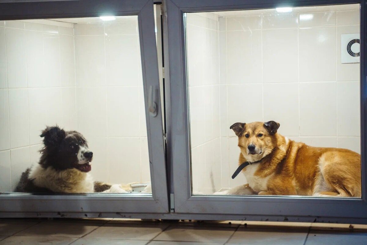 Собака ворует еде со стола. Кролики. Собака ест со стола. Собака кушает. Что надо есть на животных.