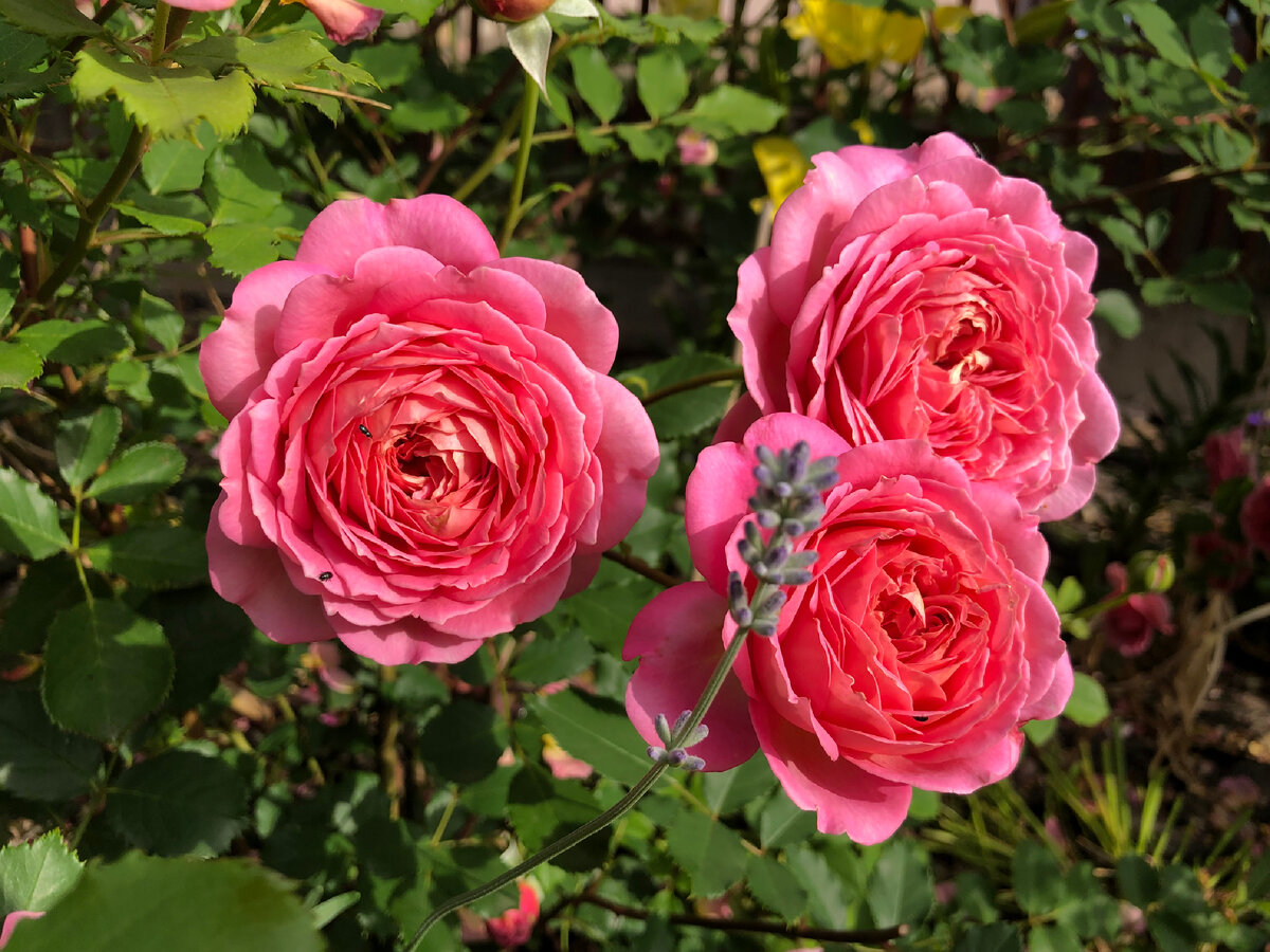 Роза Джубиле Селебрейшн 