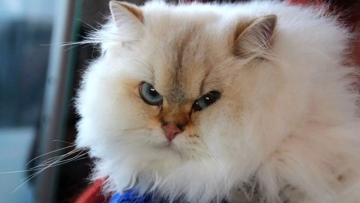     В Роспотребнадзоре Красноярского края рассказали, как можно заразиться вирусом бешенства.