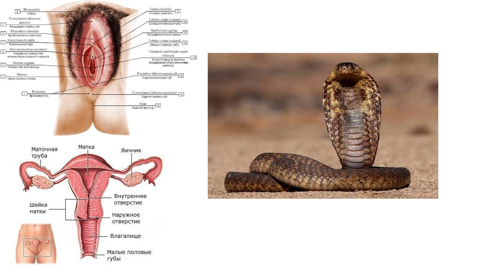Порнография в образовательных целях, не кидайте тапками.