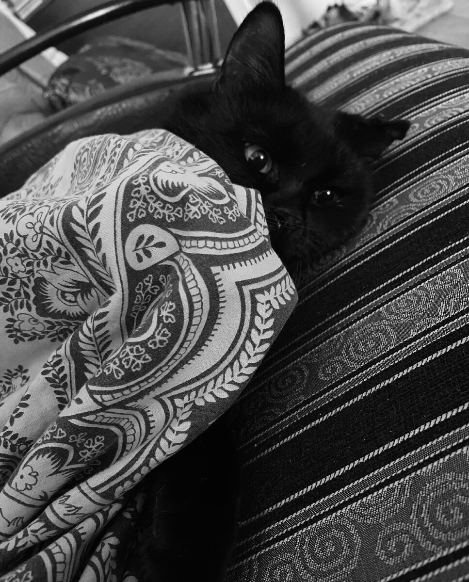 При создании этой записи ни один кот не пострадал, лишь батонился весь день как все коты. 