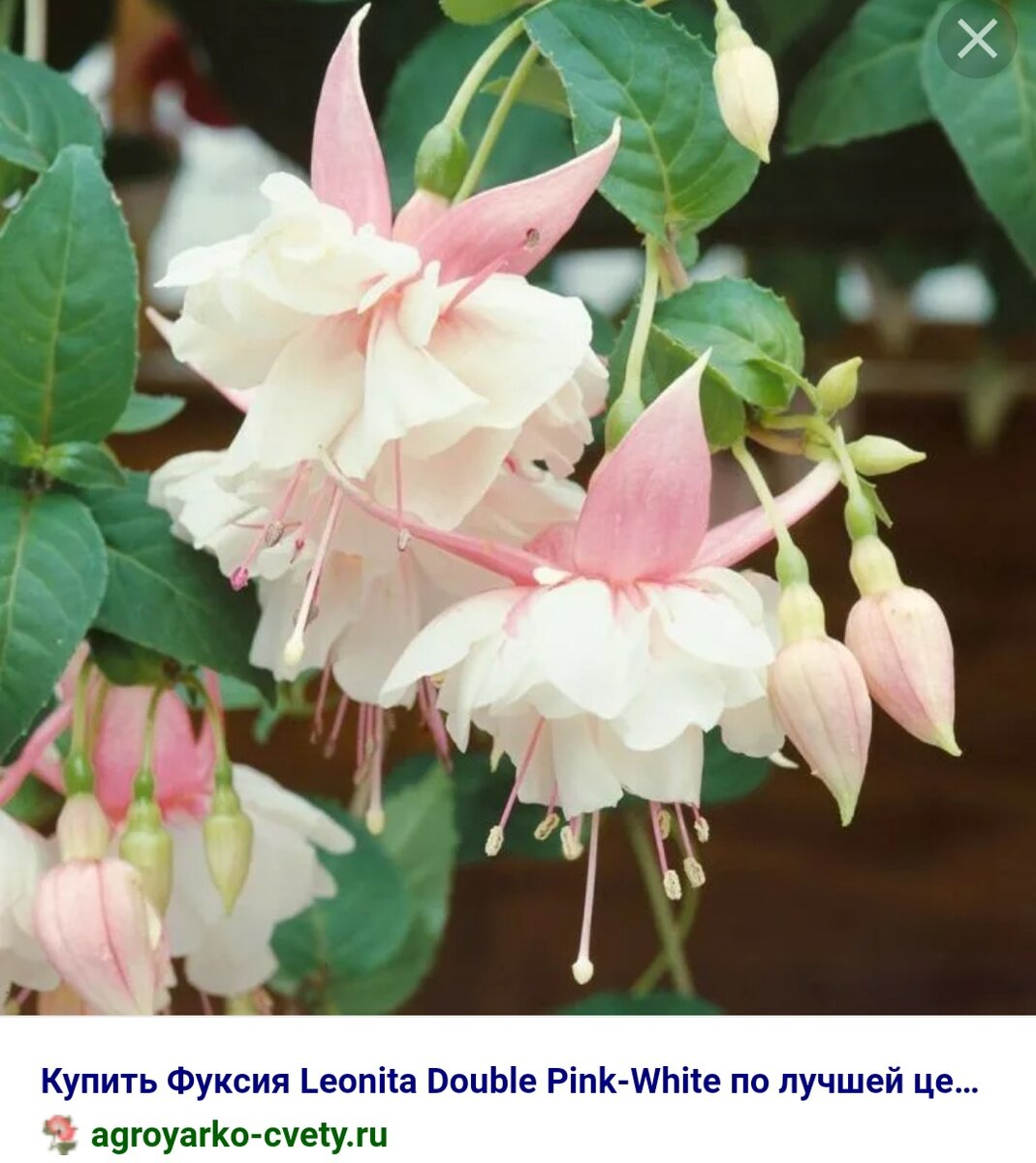 фуксия цветение