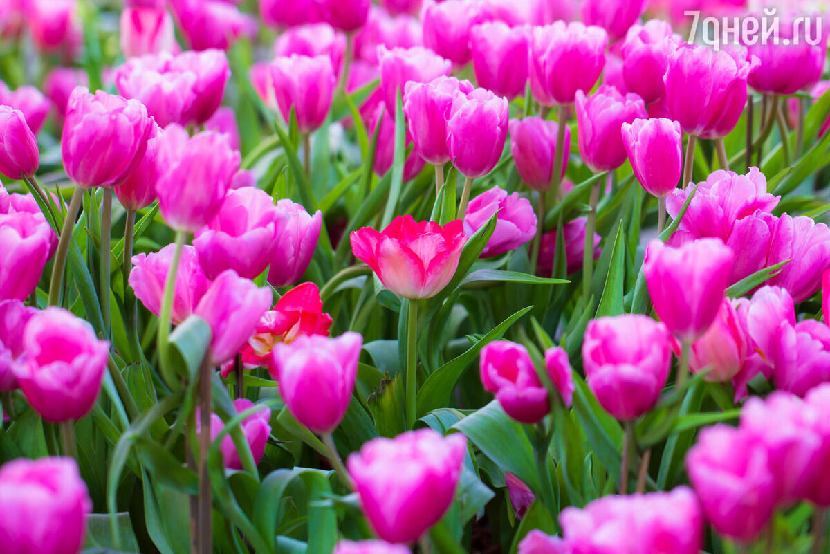    К чему снятся тюльпаны 123RF/legion-media.ru