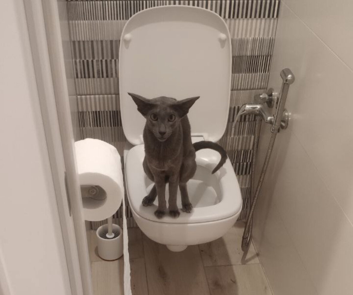 Квартира с отдельным туалетом для кота, это ли не счастье)))