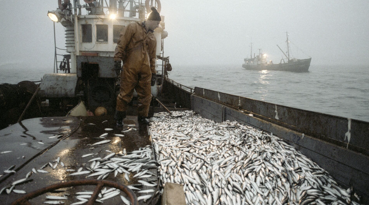 Моряк ловит рыбу. Мойва Баренцева моря промысел. Рыболовный промысел в Охотском море. Промысел трески в Баренцевом море. Рыбный промысел в Мурманске.