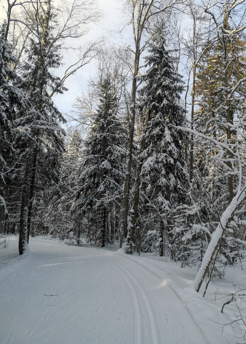 Лазутинка. Подмосковная тайга 🙃🌲