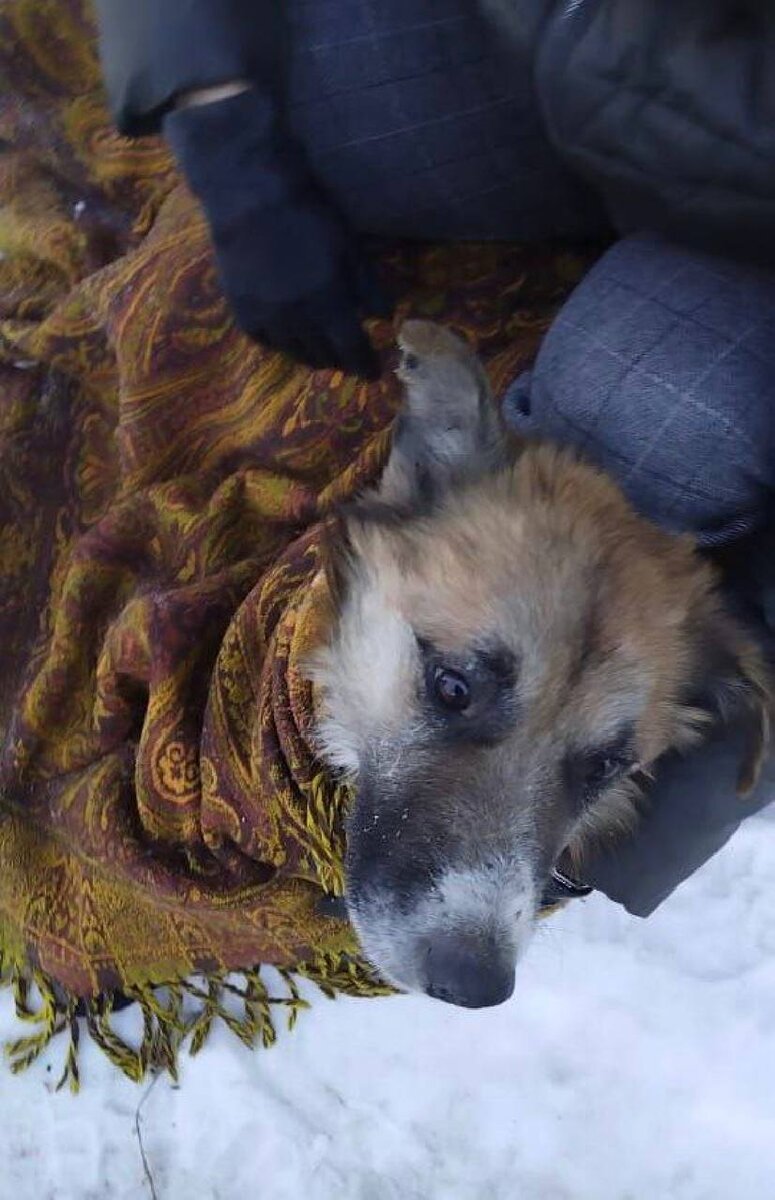 собака ранена сонник