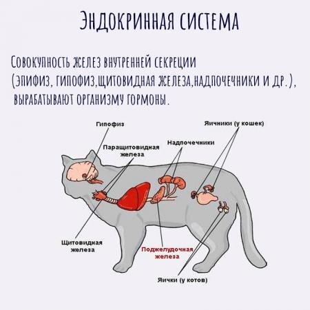 Как выглядит спаривание у кошек
