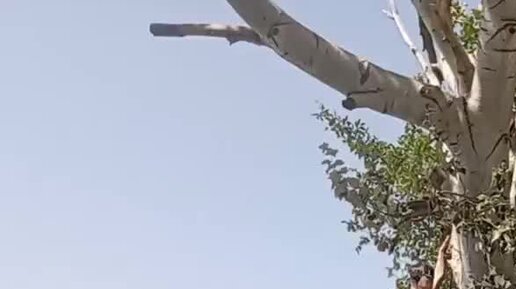 А теперь повтори. Черемша мем. Ещё раз пожалуйста. Повтори пожалуйста информацию. Пожалуйста повтори пожалуйста.