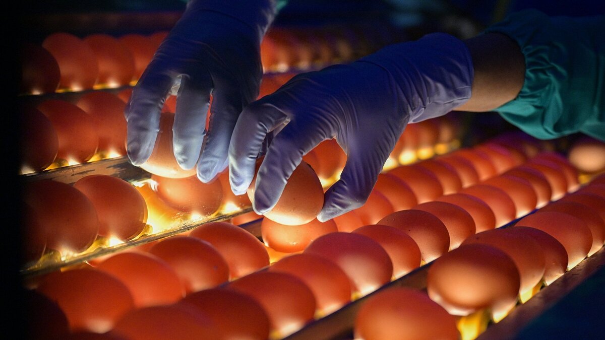    Производство куриных яиц в Новосибирской области© РИА Новости . Александр Кряжев