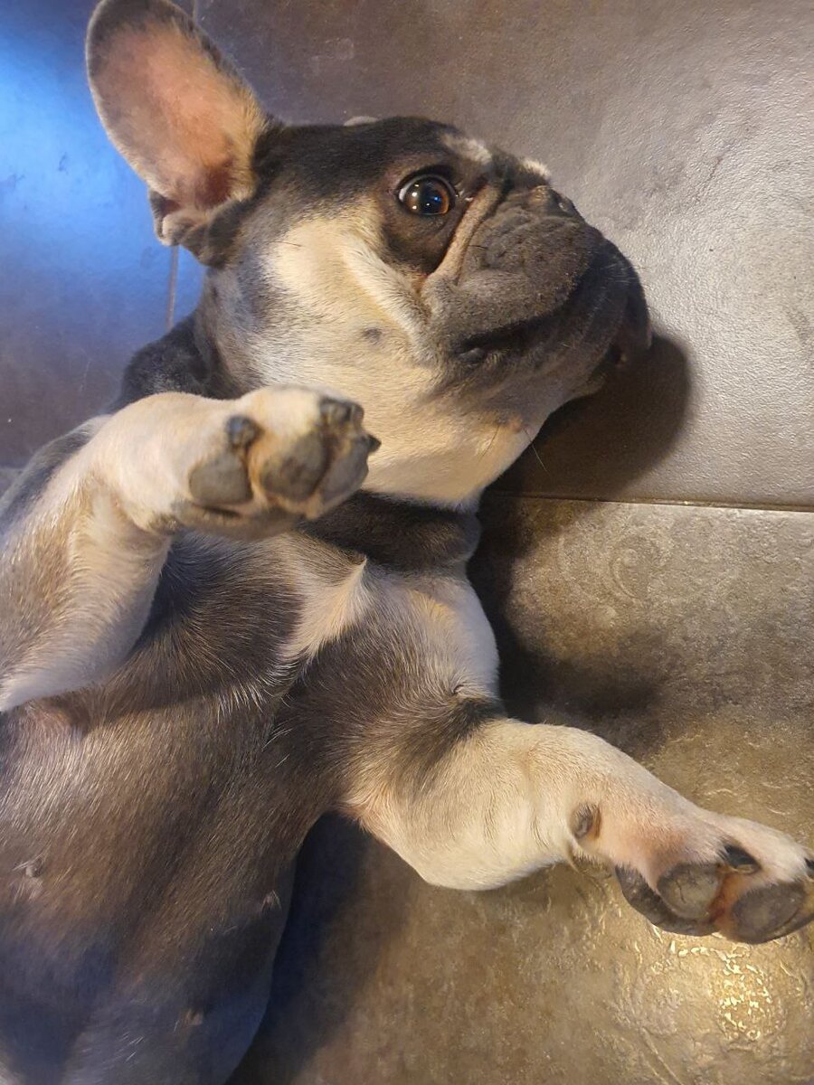 Клава, французский бульдог, питомник Бульдогвилл.