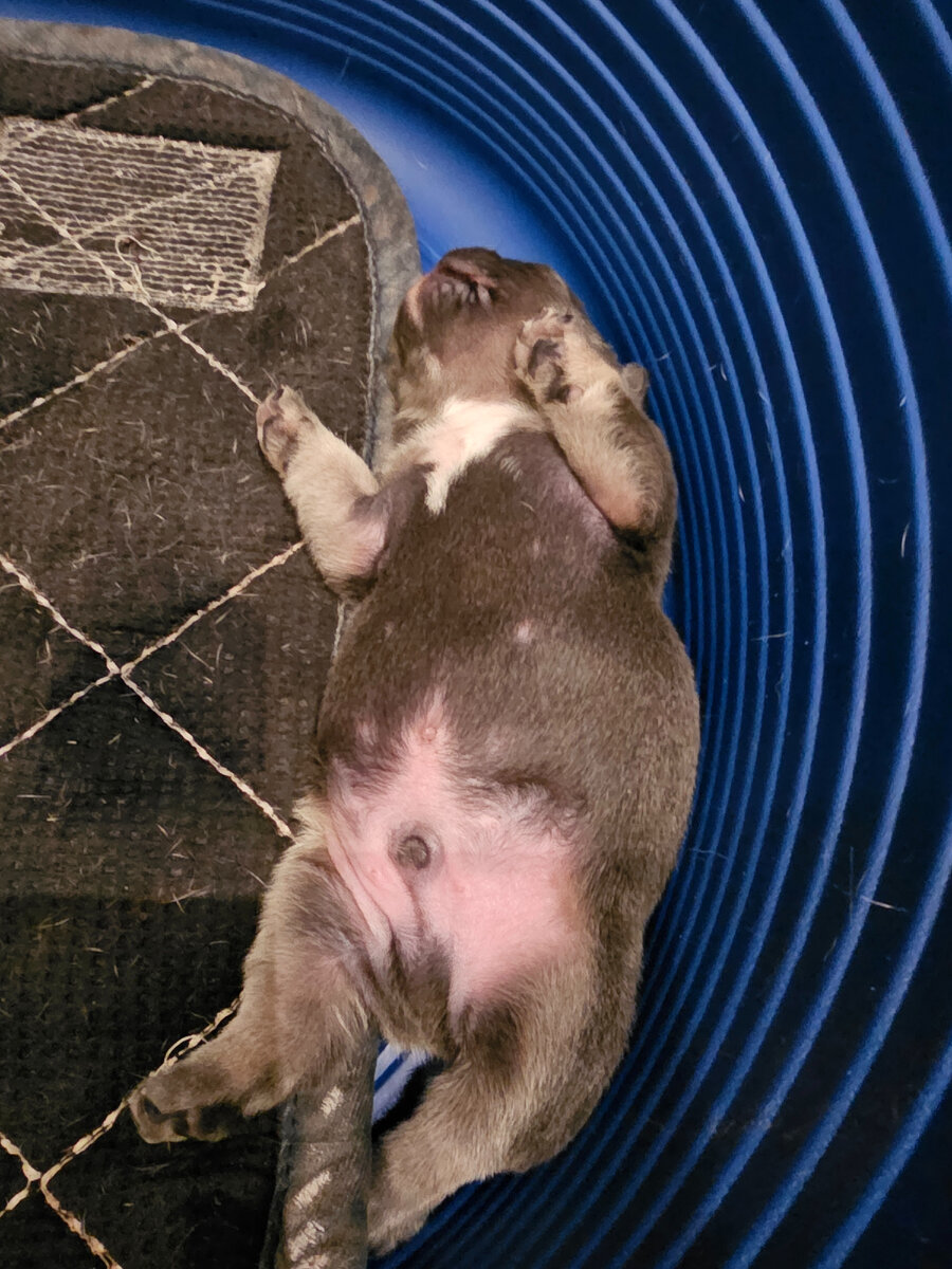 Малыш французского бульдога. Питрмник Бульдогвилл.