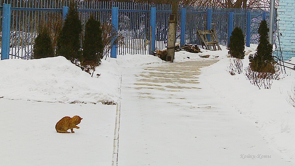 Кошка о крещенских холодах. 