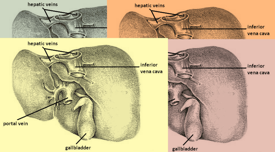   Marcelo Reis / Wikimedia Commons / CC BY-SA 3.0 DEED