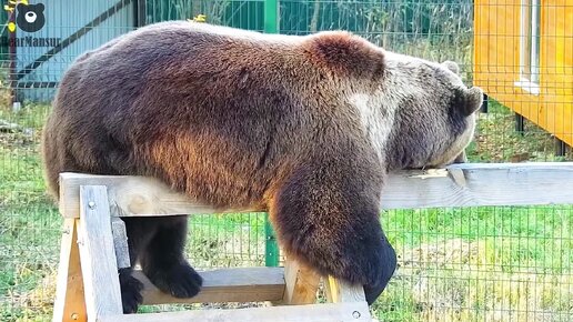 А завтра будет новый день...🐻 Медведь Мансур