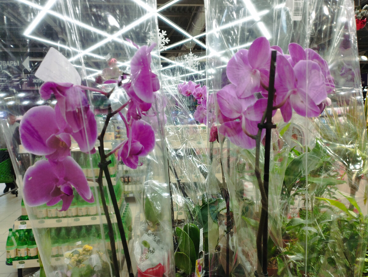 Орхидеи в торговом центре