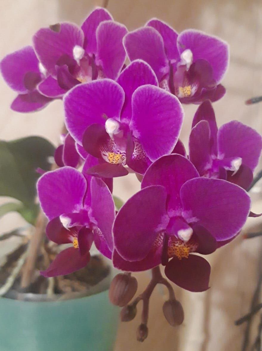 Цветут орхидеи у моей подруги Людмилы