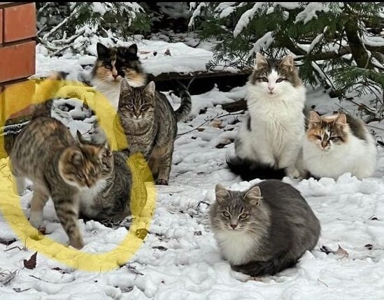 Это дачные