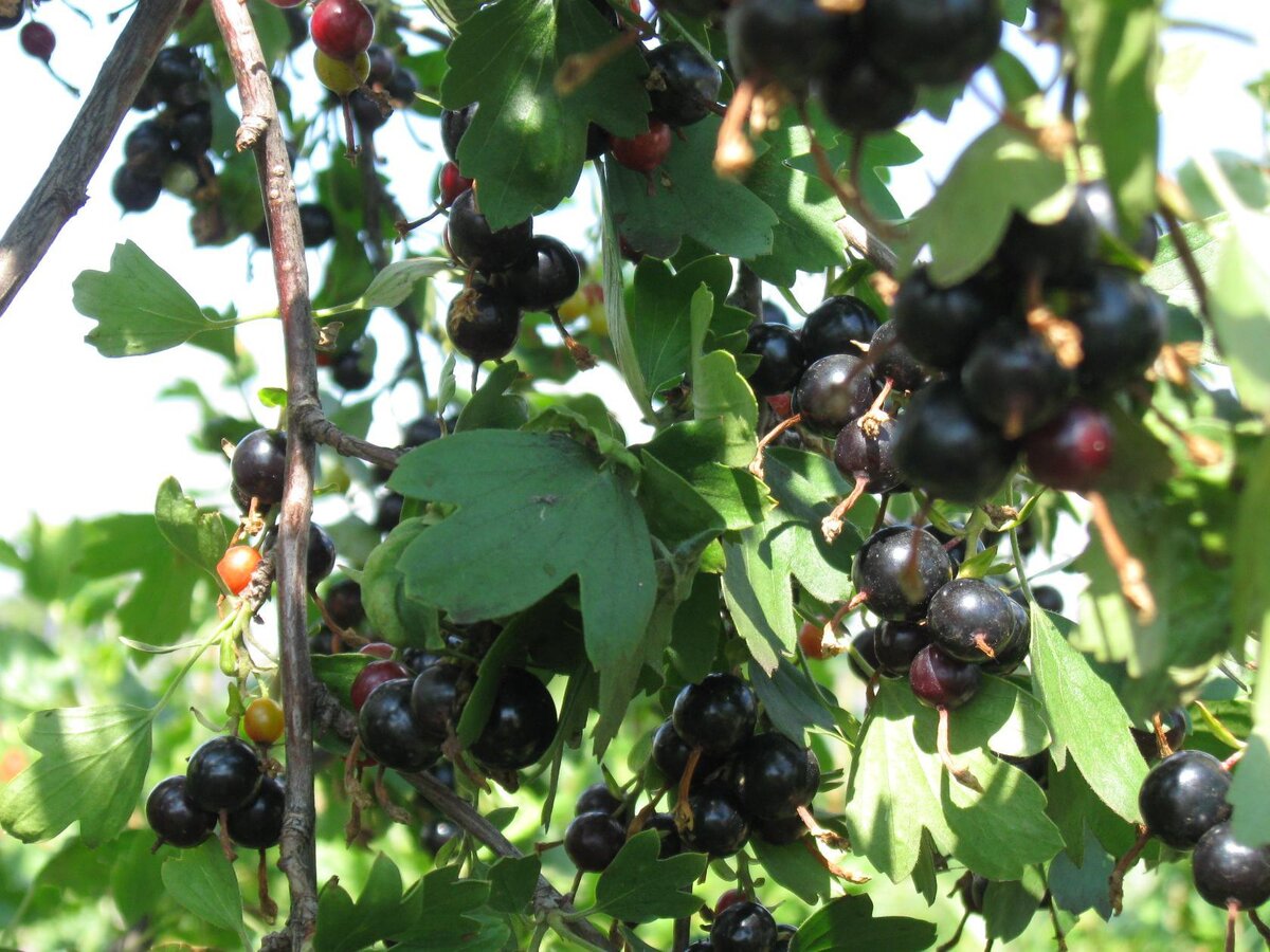 Законы земледелия