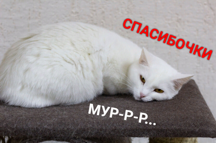 Дженни