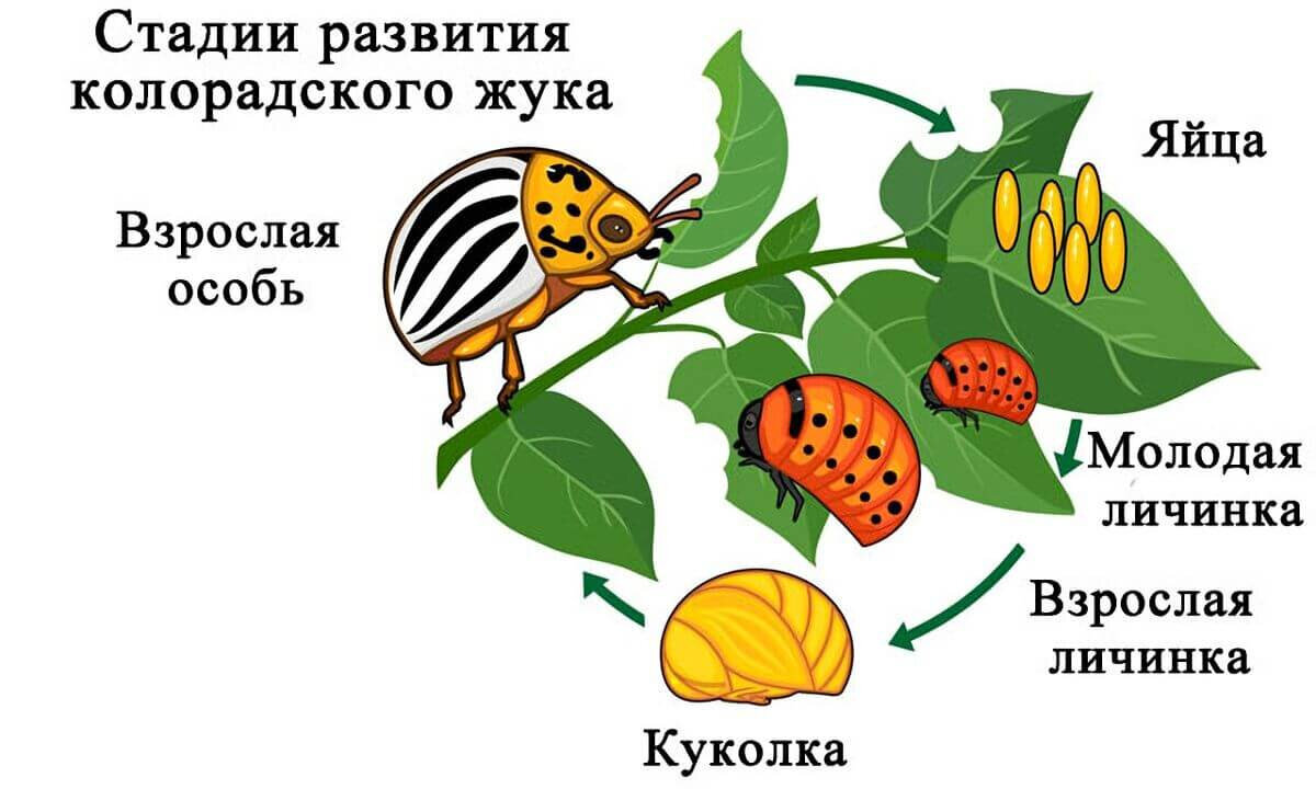 Развитие колорадского жука