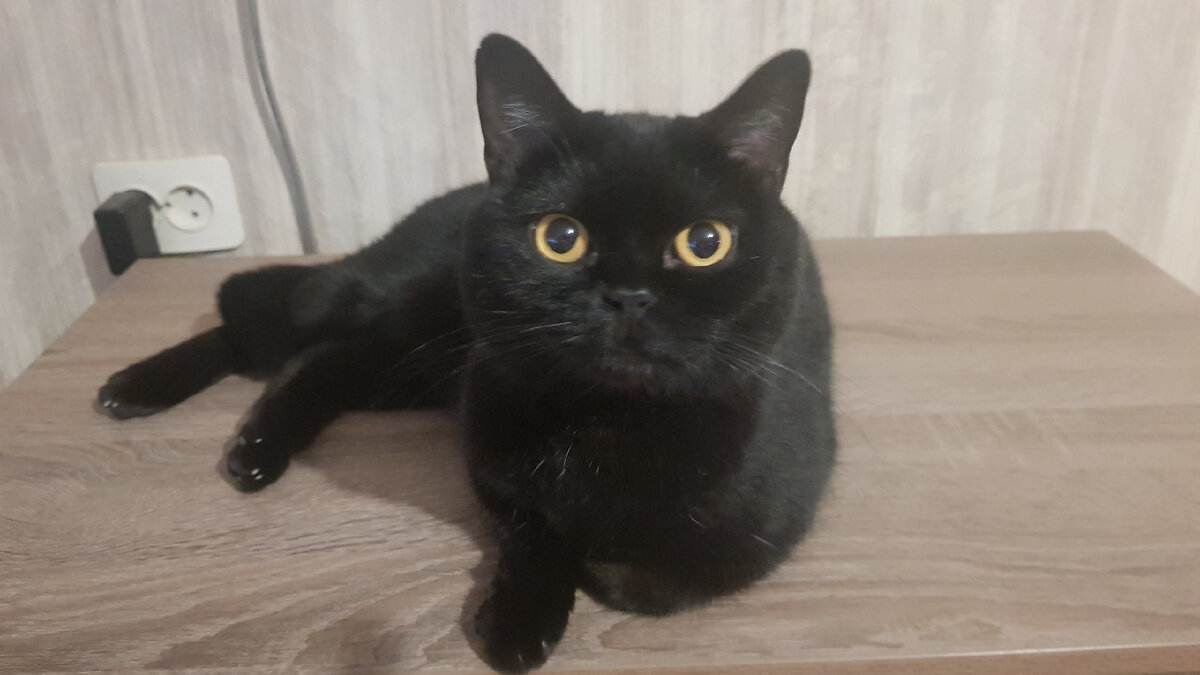 Тим