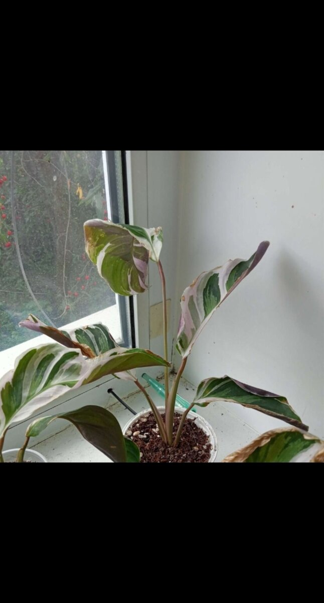 Уже после пересадки, идёт адаптация, листочки сушит