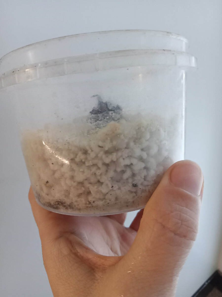 Wwe братья уайт. семья вайтов. вайт фэмили. Wyatt family wwe. Wwe братья уайт.