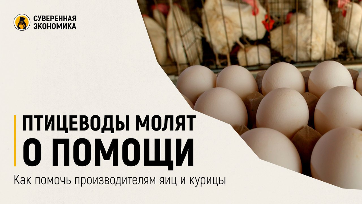 курочка с яйцами. курица и яйцо. загадка про курицу. включи 1 курицу. Galinha 4k.