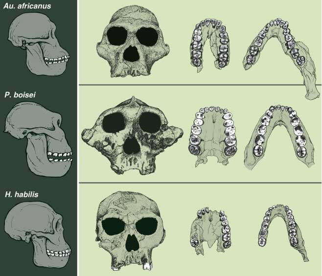 Черепа, верхние и нижние челюсти (сверху вниз): Австралопитек африканский (лат. Australopithecus africanus) (Sts 5, Sts 52a, Sts 52b), парантроп Бойса (лат. Paranthropus Boisei) (KNM ER 406, OH 5, Peninj), Человек умелый (лат. Homo habilis) (OH 24, KNM-ER 1813, OH 13). Обратите внимание на различия в размере и строении зубов и челюстей. Источник: Peter S. Ungar et al, 2011.