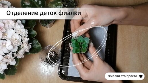 Как отсадить деток? Отделение деток от материнского листа фиалки