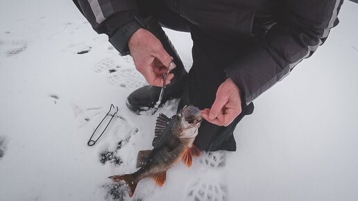 Окунь с сапог на жерлицы. Щука на жерлицы.