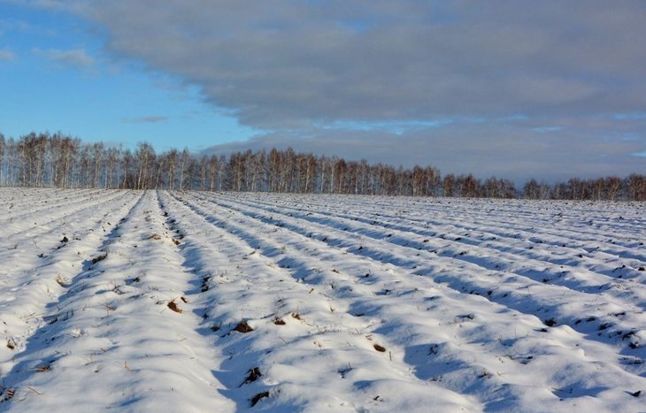    За последнюю пятилетку посевные площади в Рязанской области увеличились более чем на 15%