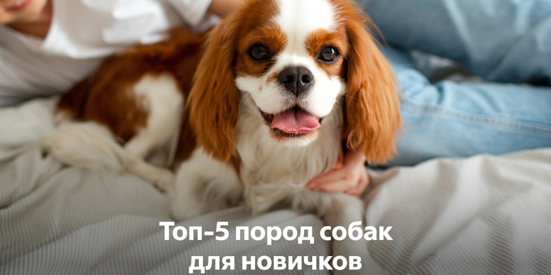 Топ-5 пород собак для новичков