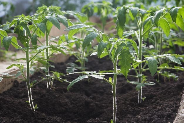 Личный опыт: 7 правил выращивания рассады томатов