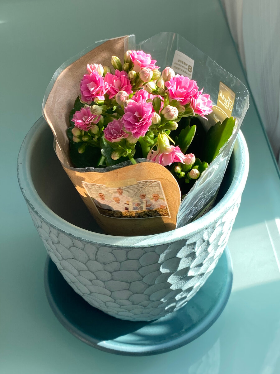 Примеряю горшочек для только что купленной Каланхоэ Блоссфельда