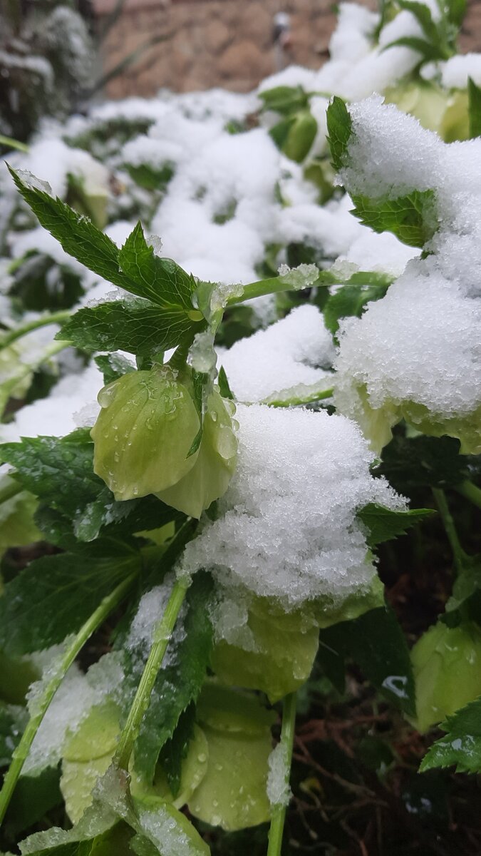 морозник, март 2023