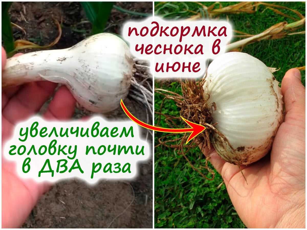 Пять секретов успешного выращивания озимого чеснока