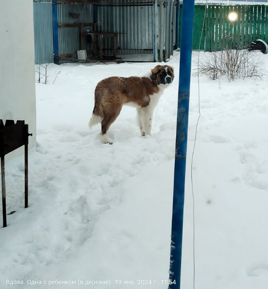 Батя охраняет вход в баню