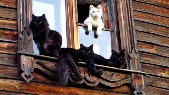 Банда "Черные кошки" со своим Батей. ЕЩЕ ФОТО --->>