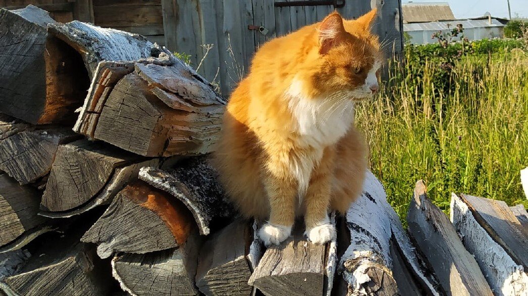 Метаморфоза длиной в 1 секунду --->>  ЕЩЕ ФОТО ---->>>