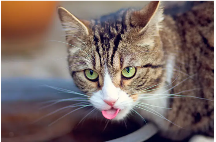 Почему кошка вытаскивает язык. Почему кошка вытаскивает язык. Кот с высунутым язычком. Кальцивироз (эозинофильная гранулема). Почему кошка вытаскивает язык.