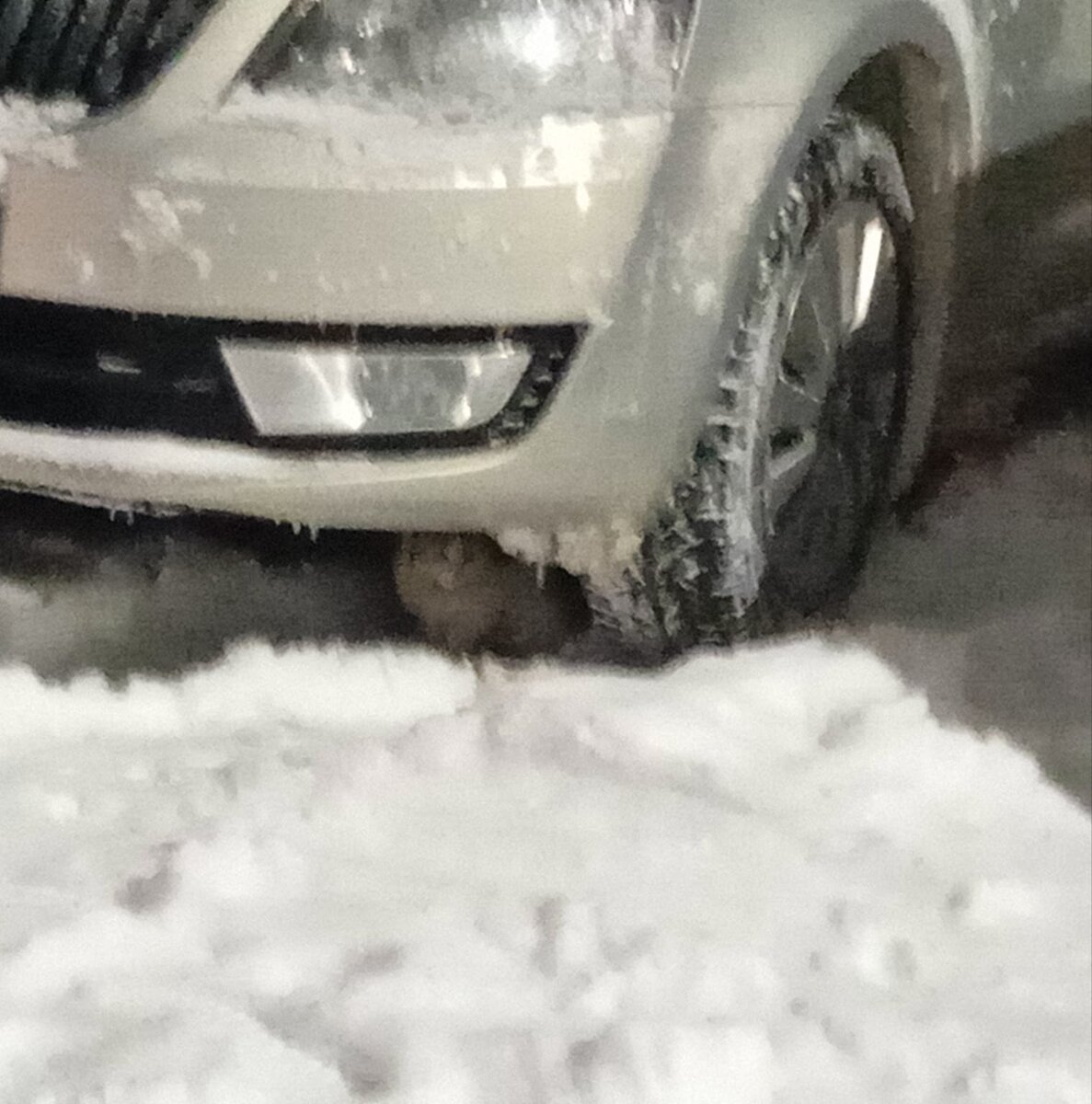 Фото автора. Вот так в крещение выбросили маленького котенка.