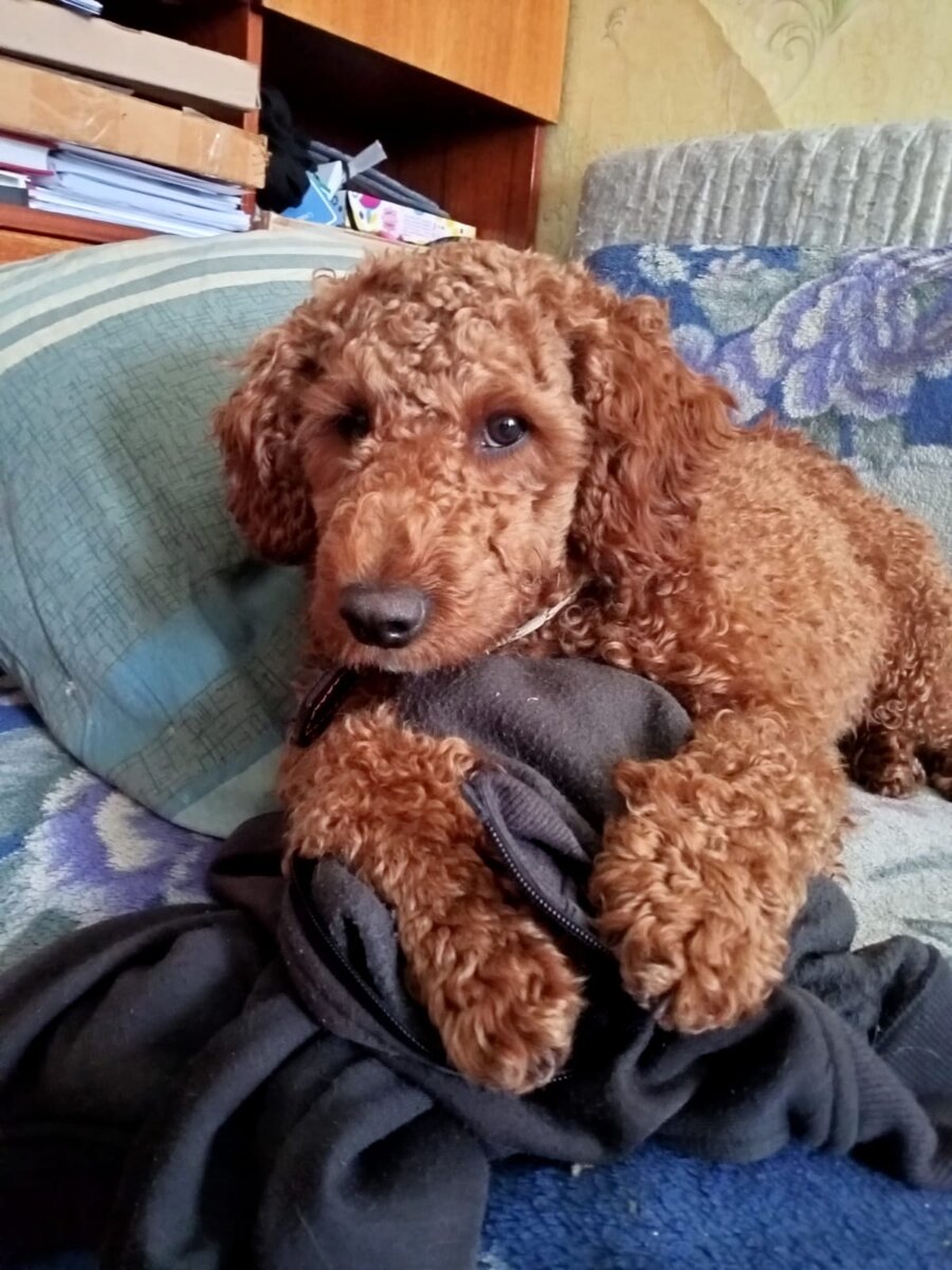 Румпель: - Клевета. всё клевета. Наговоры. 