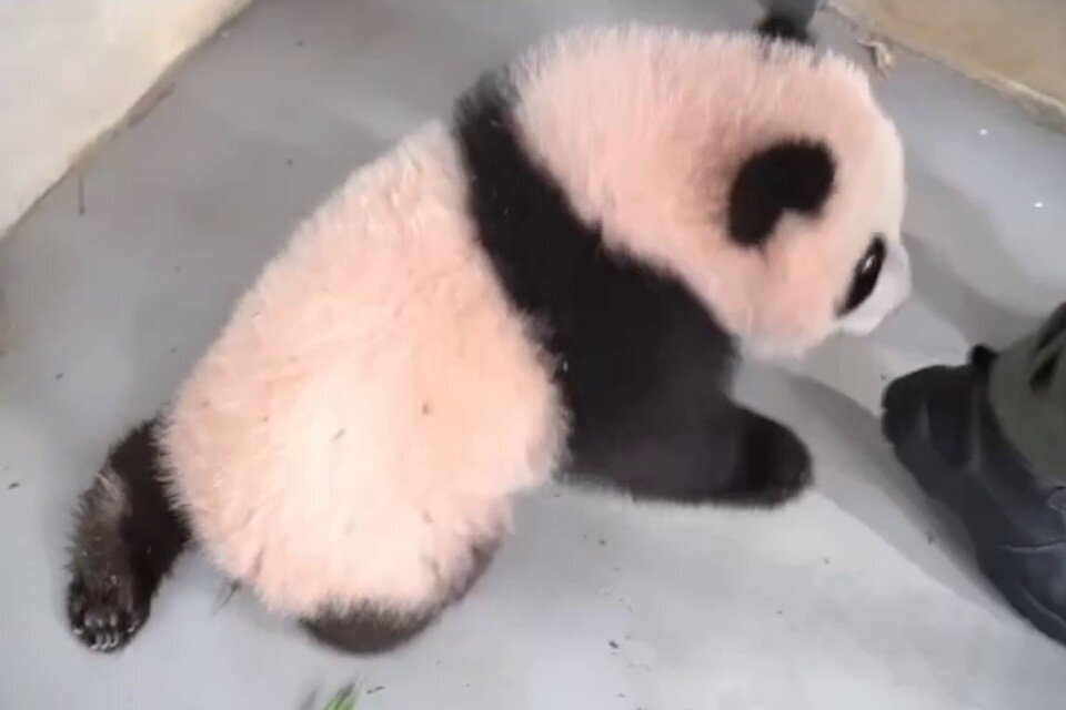  Фото из Яндекс-поисковика по запросу "московский малыш Панда"