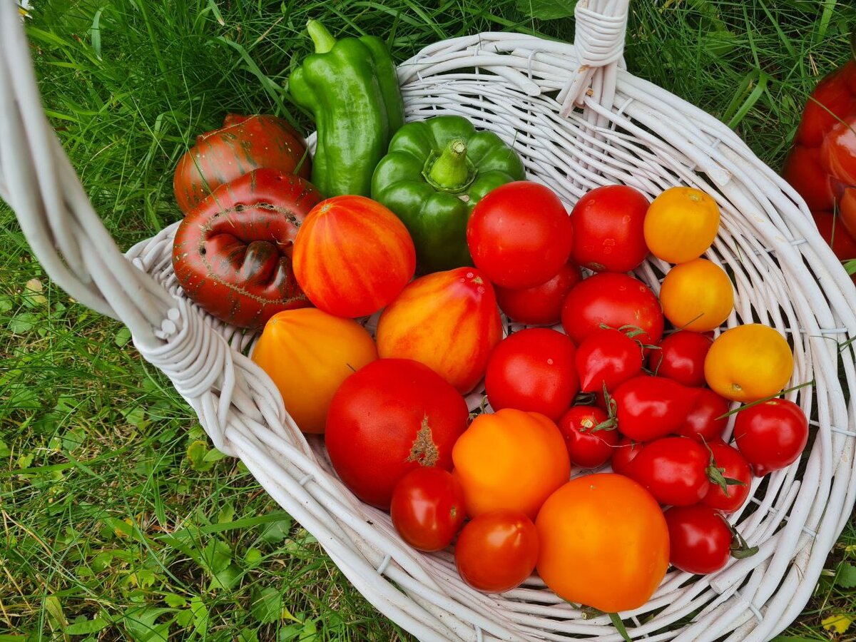 фото автора мой урожай